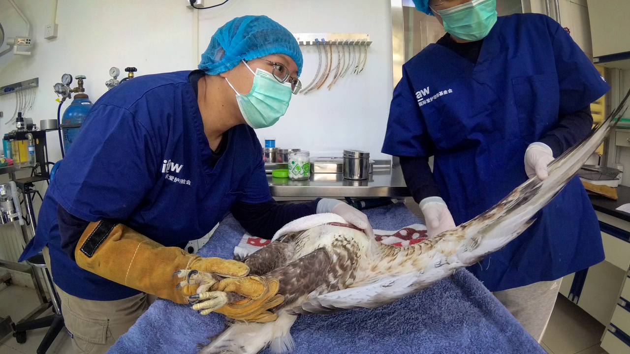 raptor rehab in Beijing, China