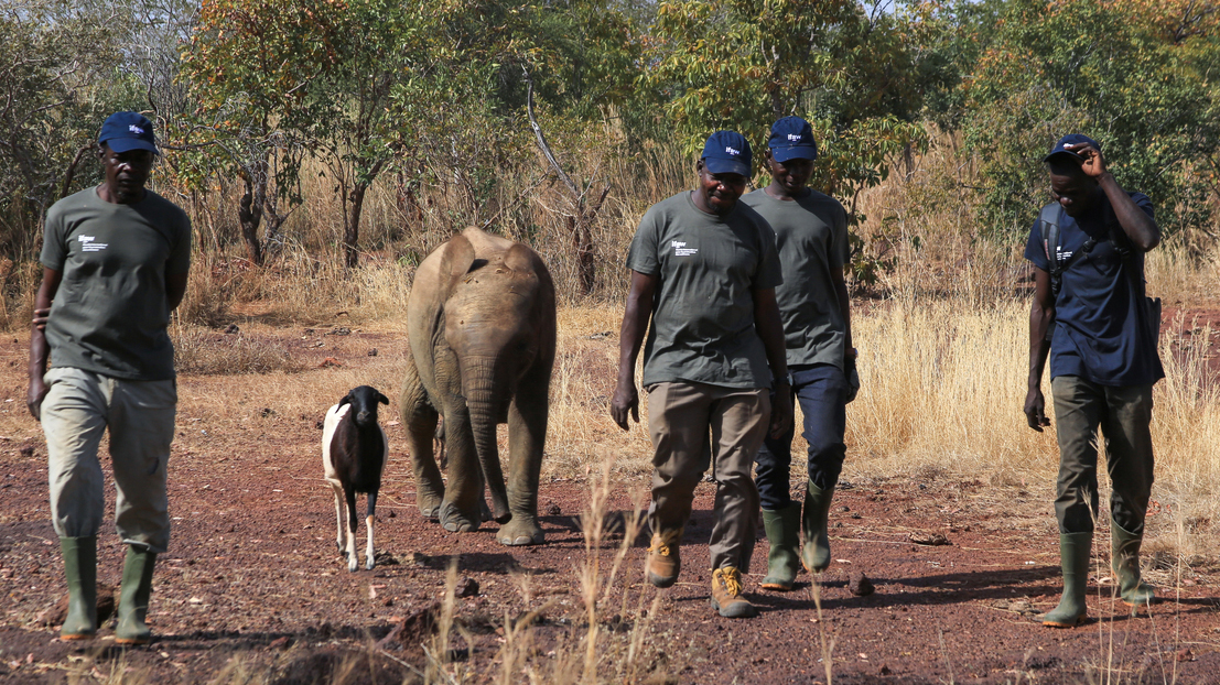 olifant, schaap en rangers in Burkina Faso.