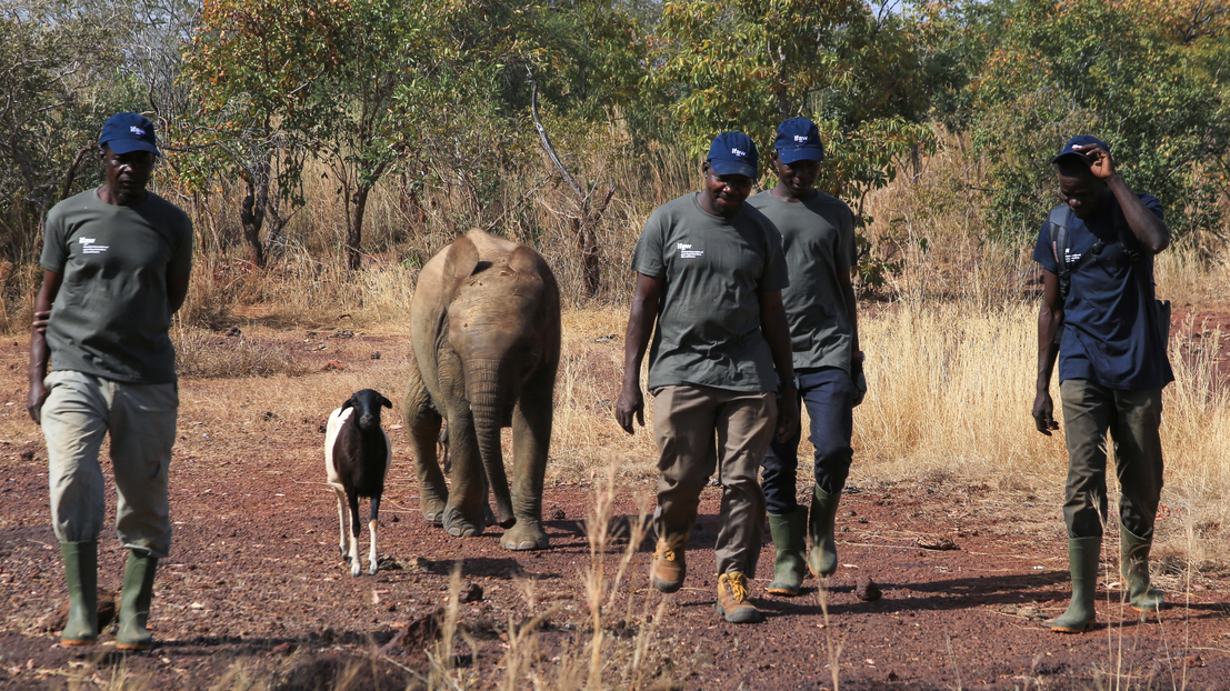 éléphant, mouton et écogardes au Burkina Faso