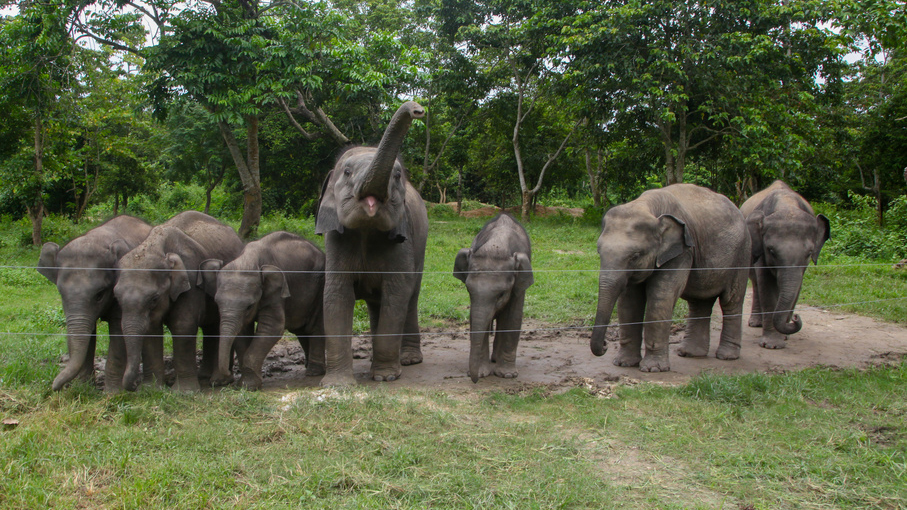 éléphants en Inde
