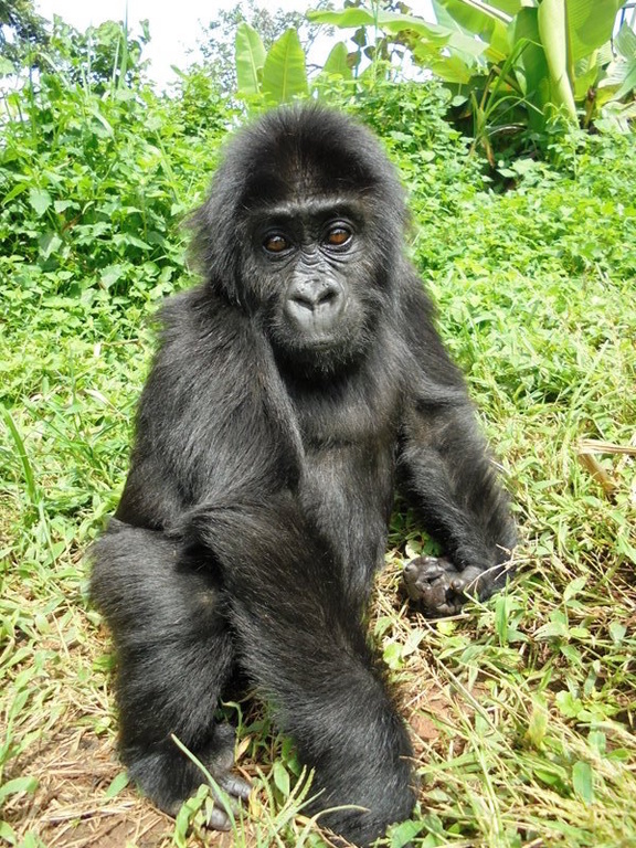 gorilla in rehabilitatie