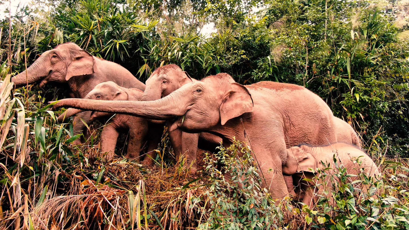 a herd of Asian elephants 