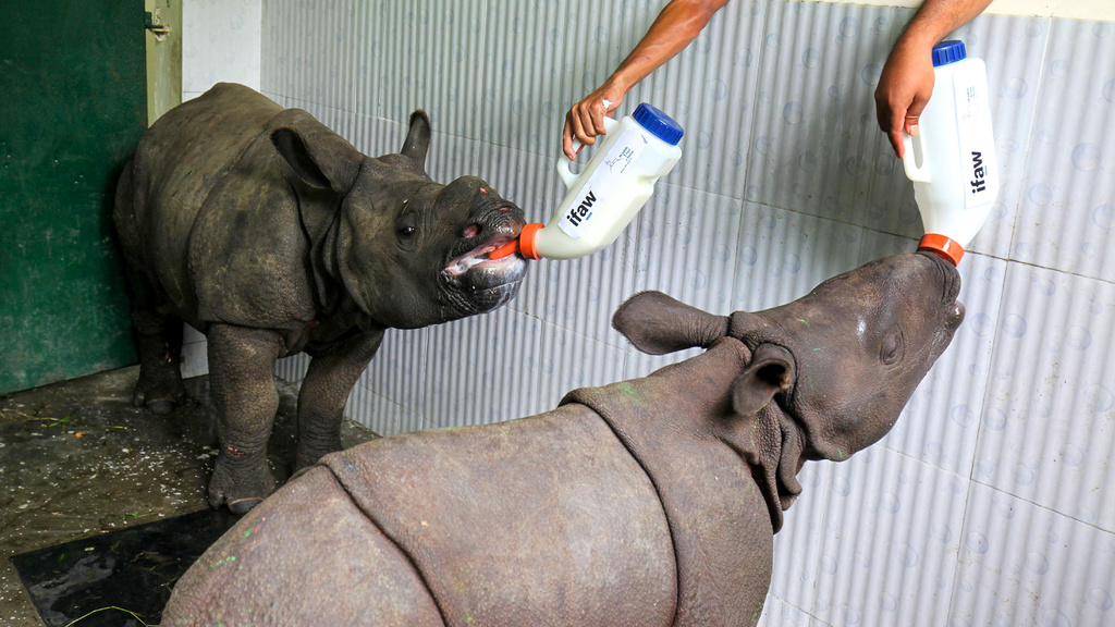 réhabilitation de rhinocéros en Inde
