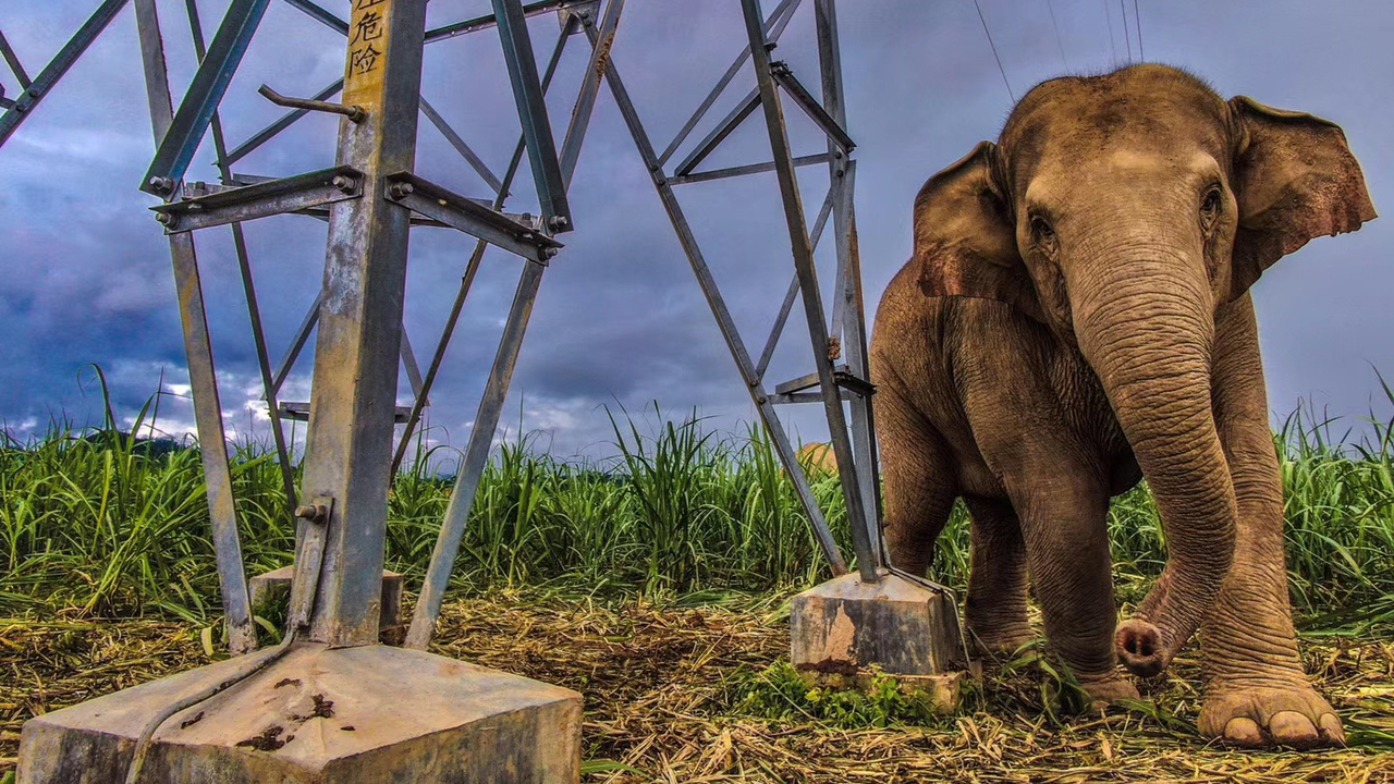 Asian elephant in China