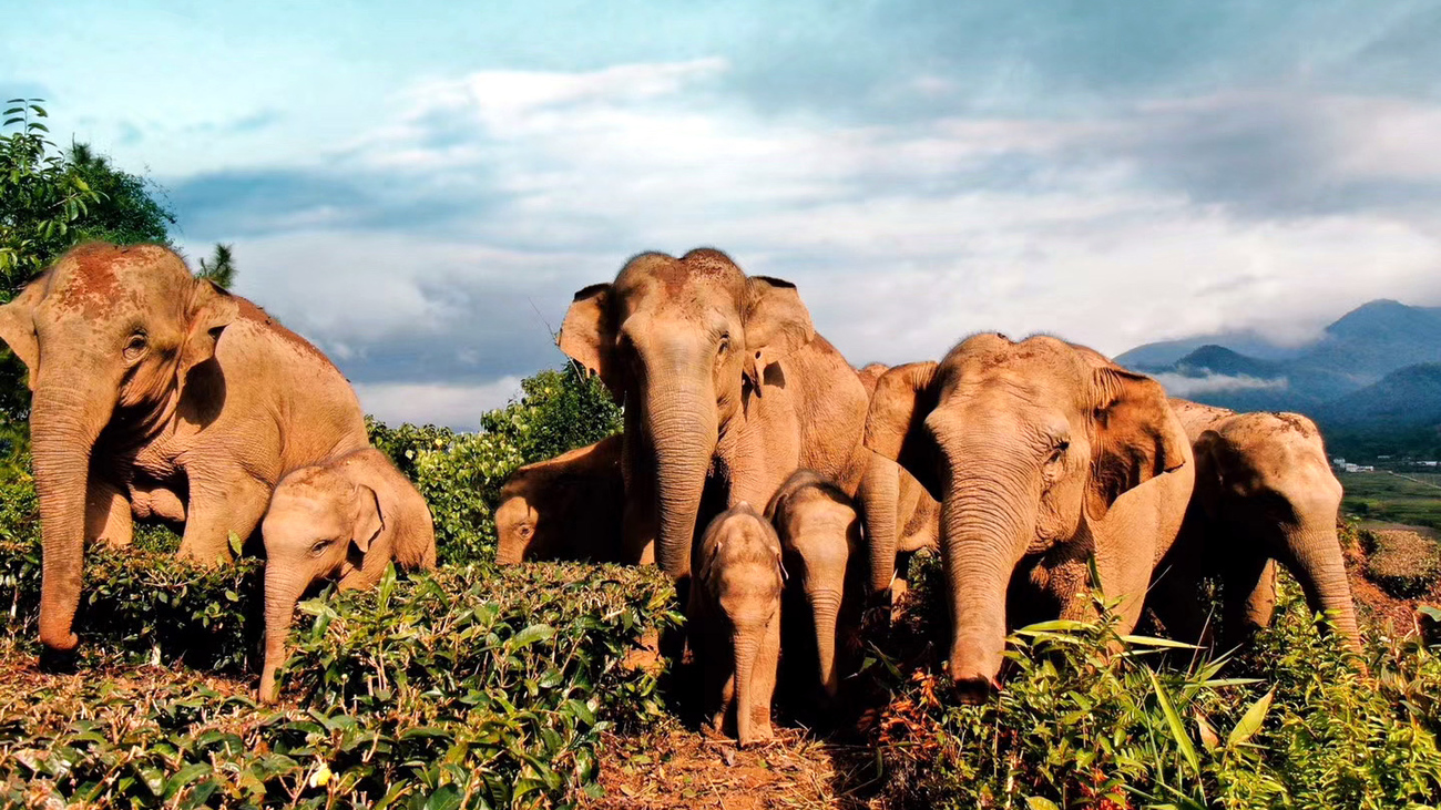 A drone photo of an Asian elephant herd in a field in Meng'a Town, Menghai County, Xishuangbanna Dai Autonomous Prefecture, Yunnan Province, China.