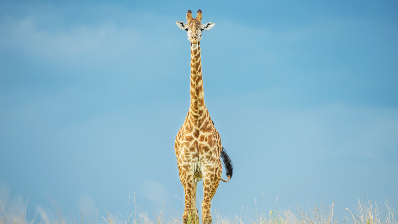 girafe dans la brousse