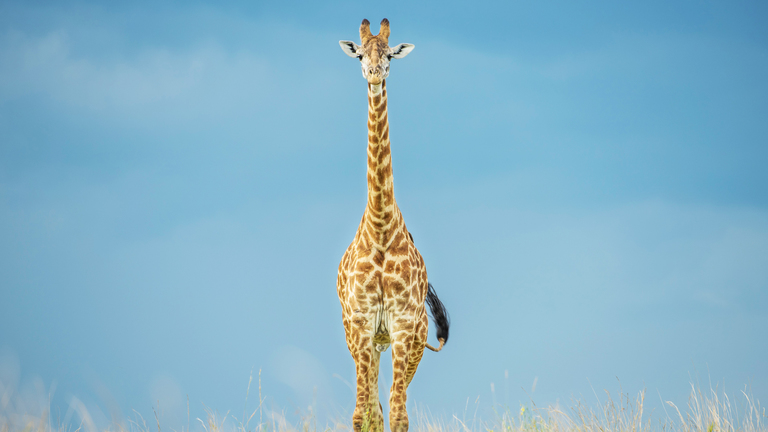 What you should know about giraffes | IFAW