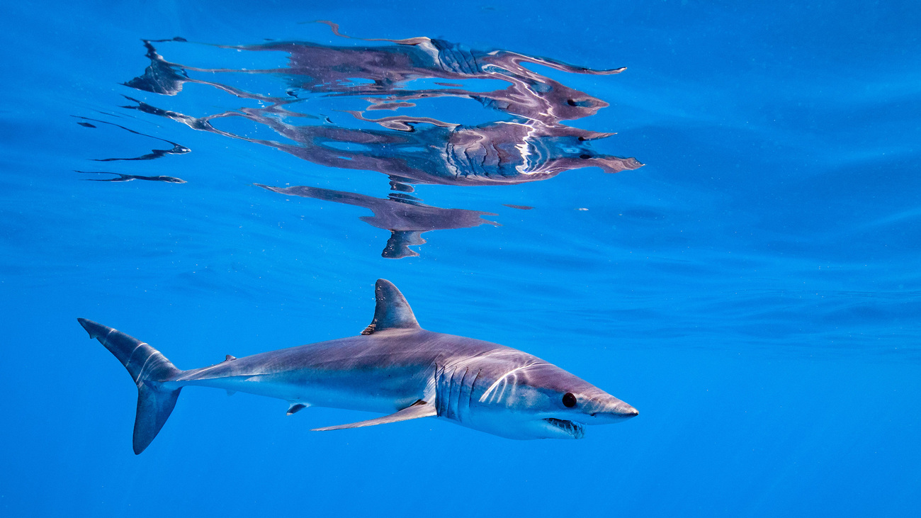 Makreelhaai in de oceaan