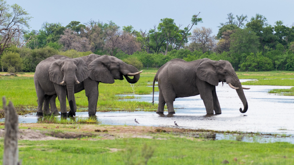 éléphants en Zambie
