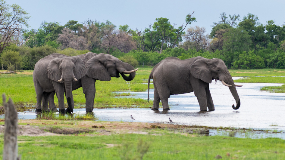 elephants in Kafue