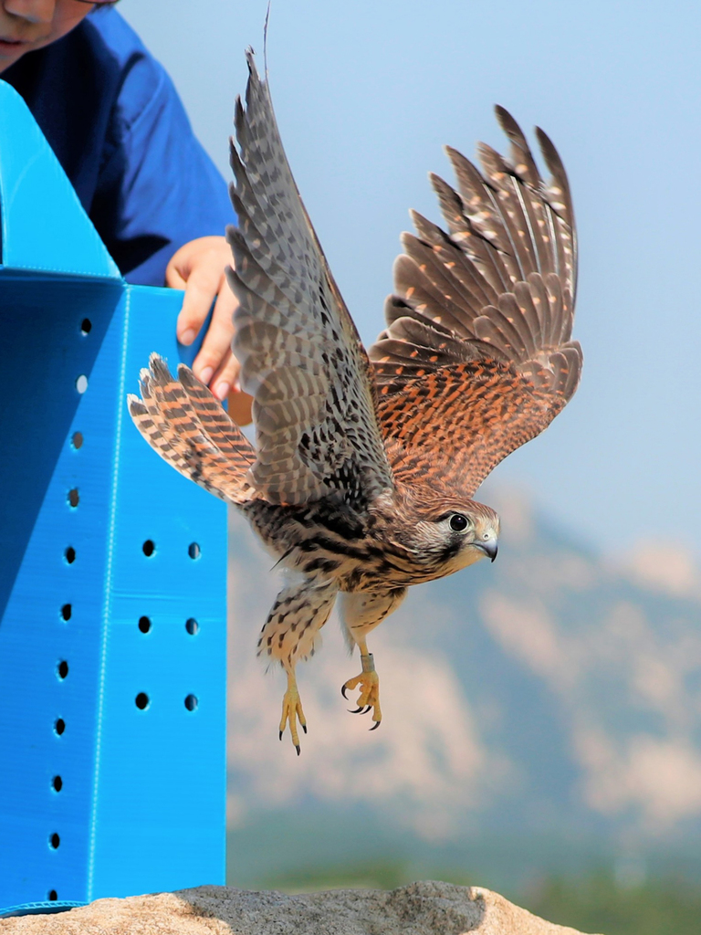 What you should know about birds of prey | IFAW