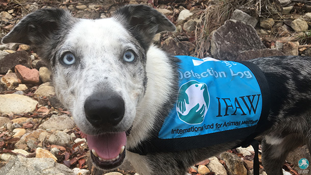 Koala Habitat Protection with Detection Dogs - Australia