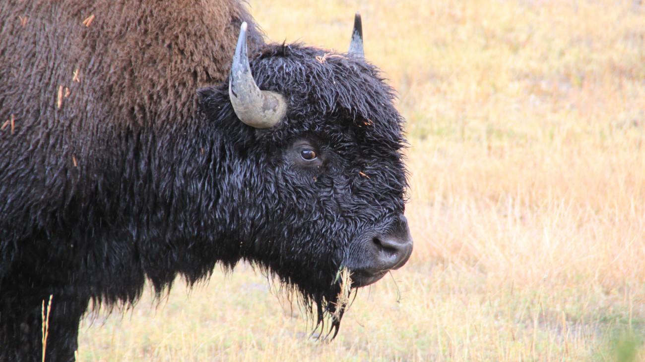 a bison in Yellowstone National Park