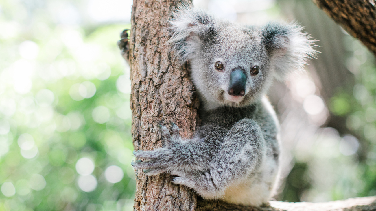 koala in tree