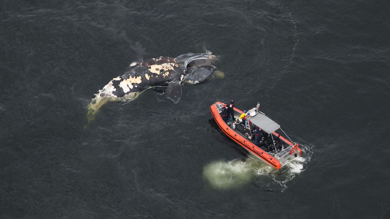 a team on an orange boat surveys a deceased entangled right whale