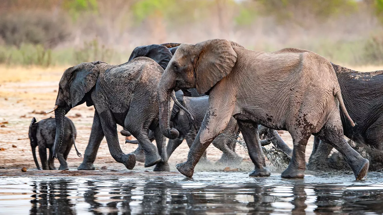 Eine Herde Afrikanischer Elefanten im Hwange Nationalpark in Simbabwe.