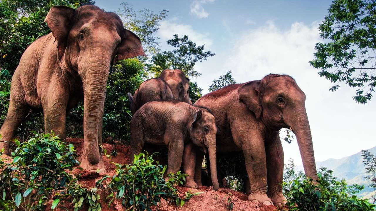 quatre éléphants d'Asie sur une montagne 