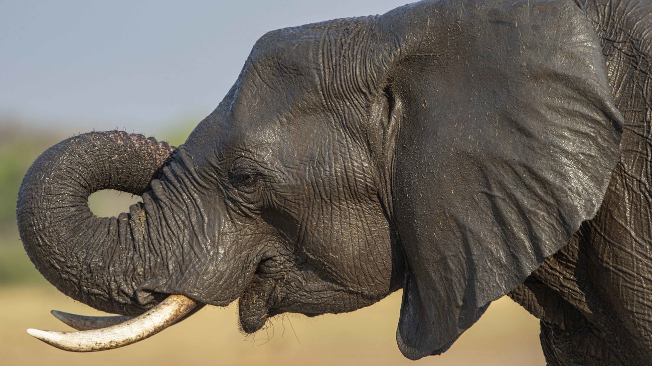 een close-up van de kop van een Afrikaanse olifant in Hwange National Park in Zimbabwe.