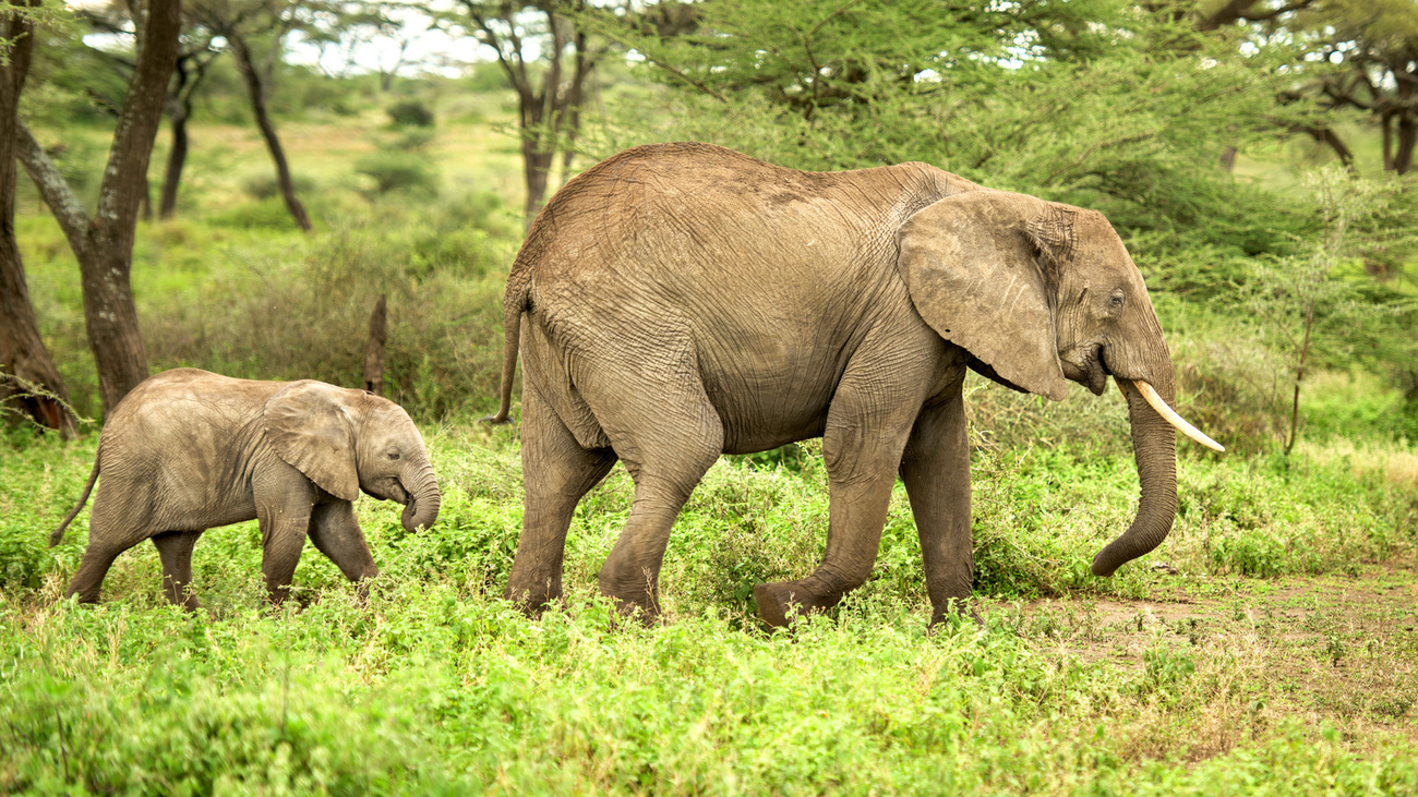 In einer mit Büschen und Gräsern hochbewachsenen Gegend laufen zwei Elefanten hintereinander her - ein großer und ein noch sehr junger, kleiner Elefant.