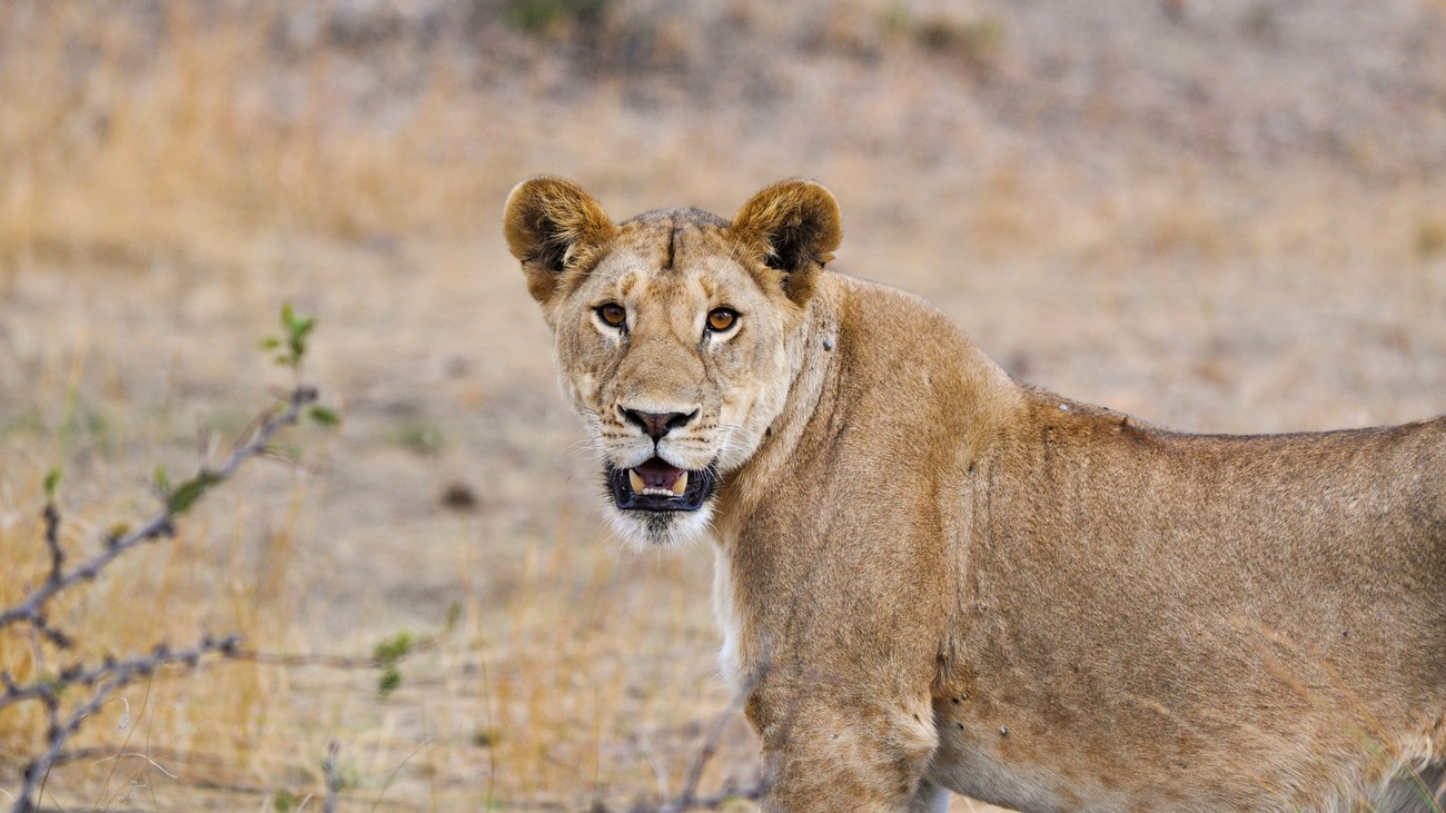 a lioness roams the bush