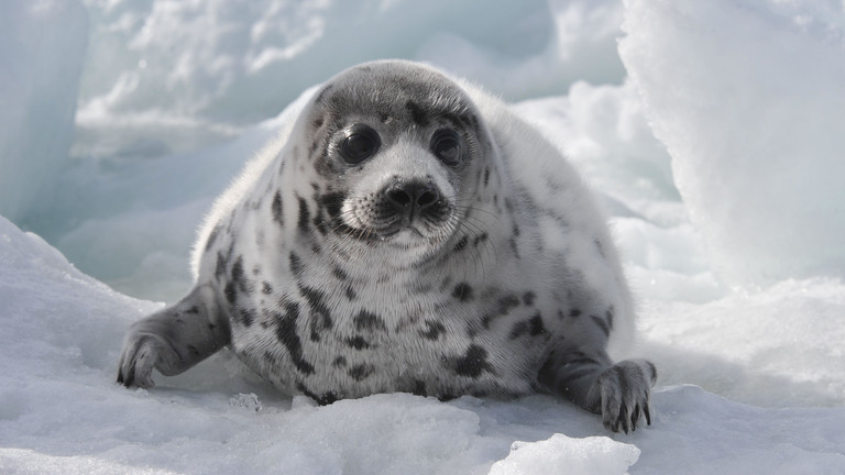 from climate change to culls, the threats to harp seals continue