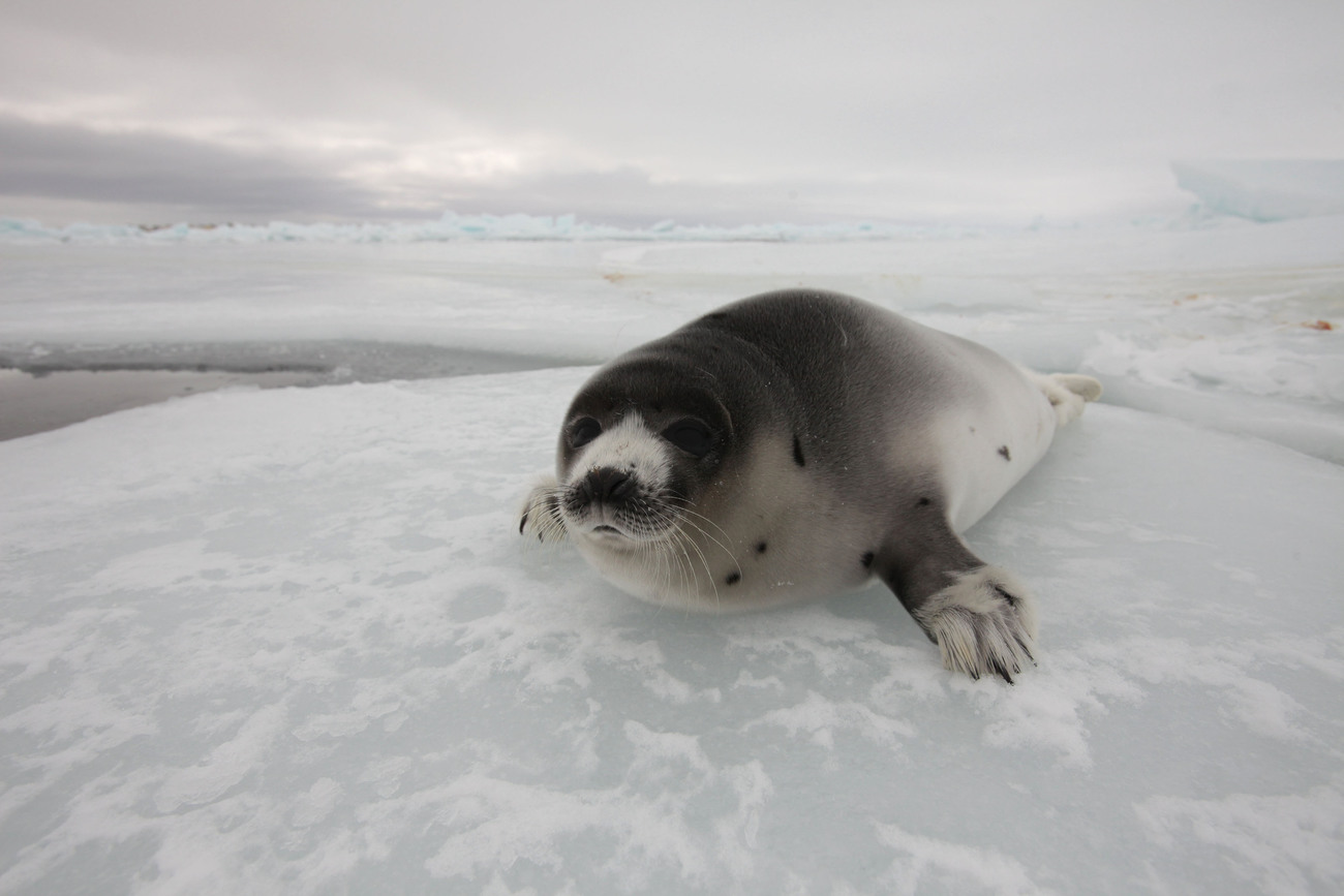 a harp seal rests on ice in Canada