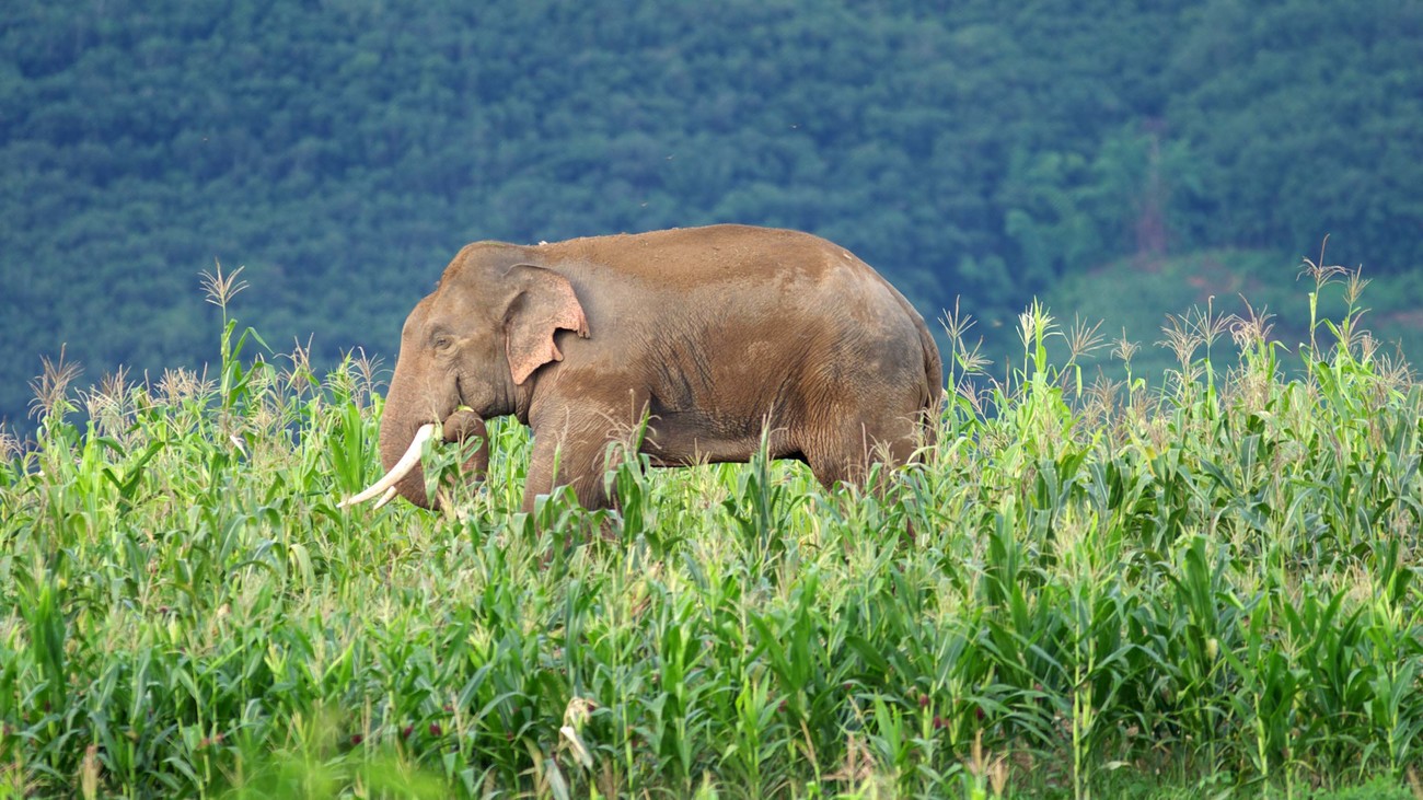 an Asian elephant grazes in a crop field 