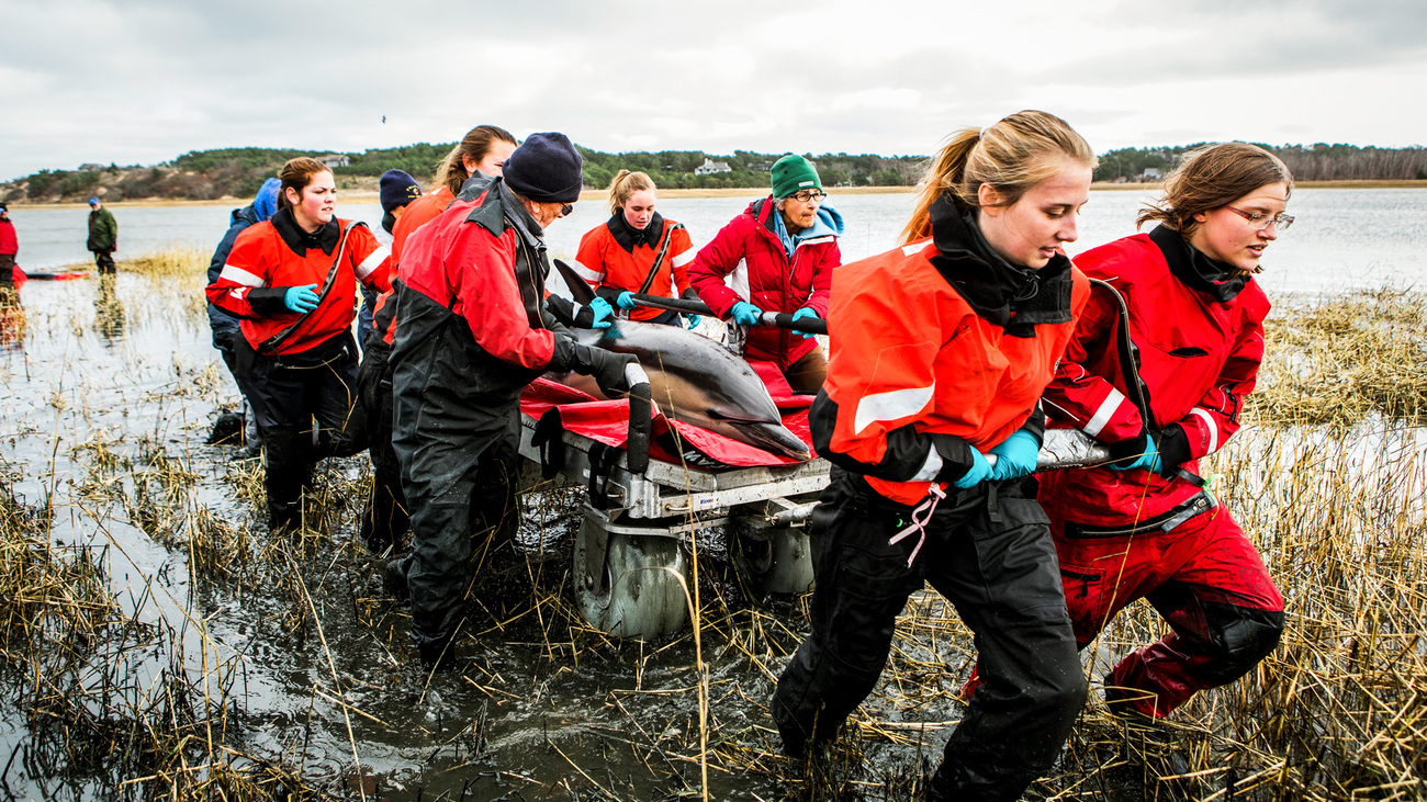 IFAW's Marine Mammal Rescue and Research team hit a huge milestone on November 28, 2018 with the 5,000th response. The team responded to a stranding of four male dolphins in Wellfleet, MA the morning of November 28, 2018. All four dolphins were given thorough health assessments before being successfully released. Dolphin with the satellite tag was officially the 5000th animal responded to.