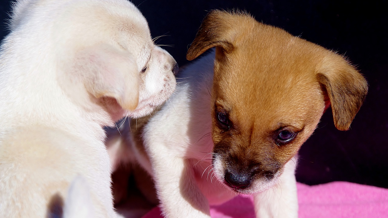 puppies in the UK