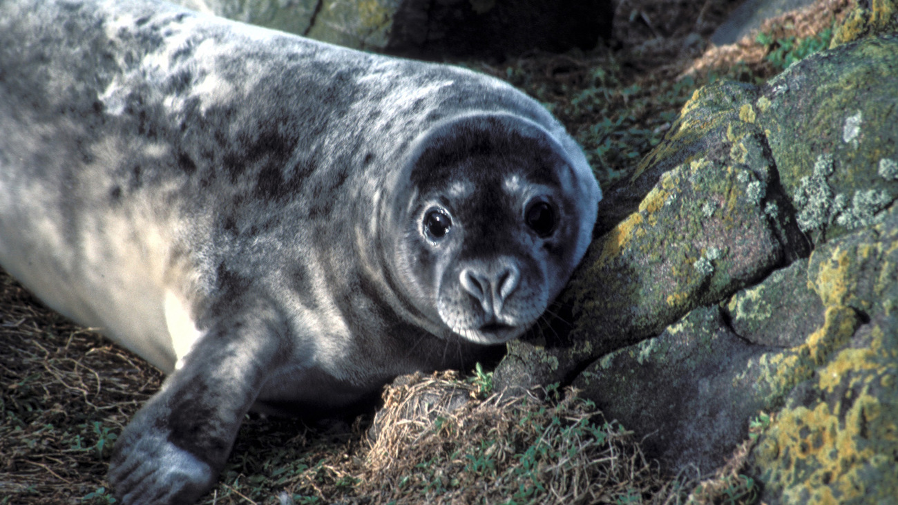 grey seal in Scotland
