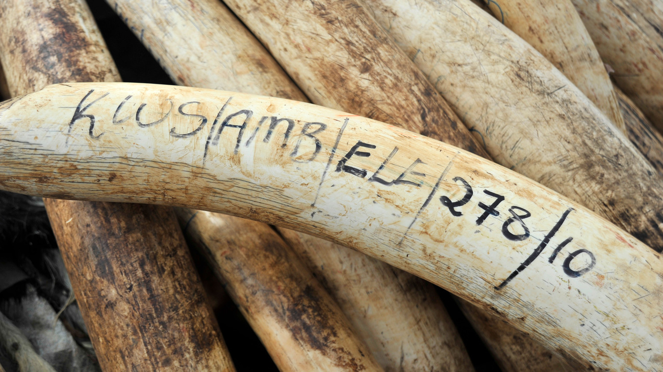 how ivory bans impact species survival on the ground