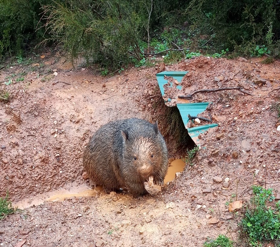 Wombat in a flooded area. 