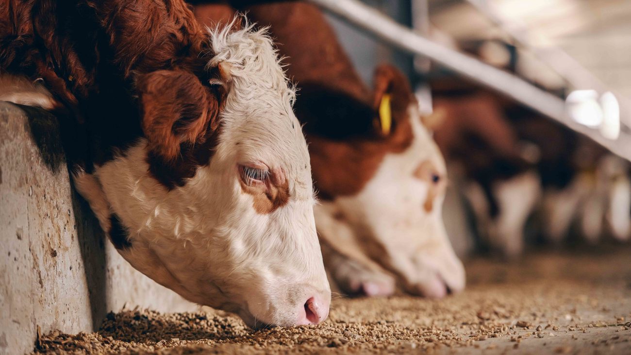 close up of two cows eating at a factory farm