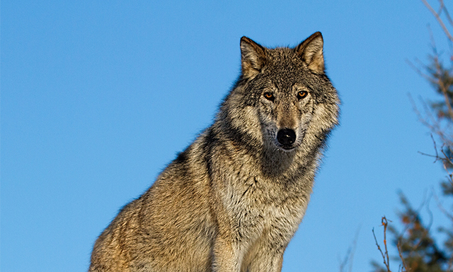 why is the endangered gray wolf