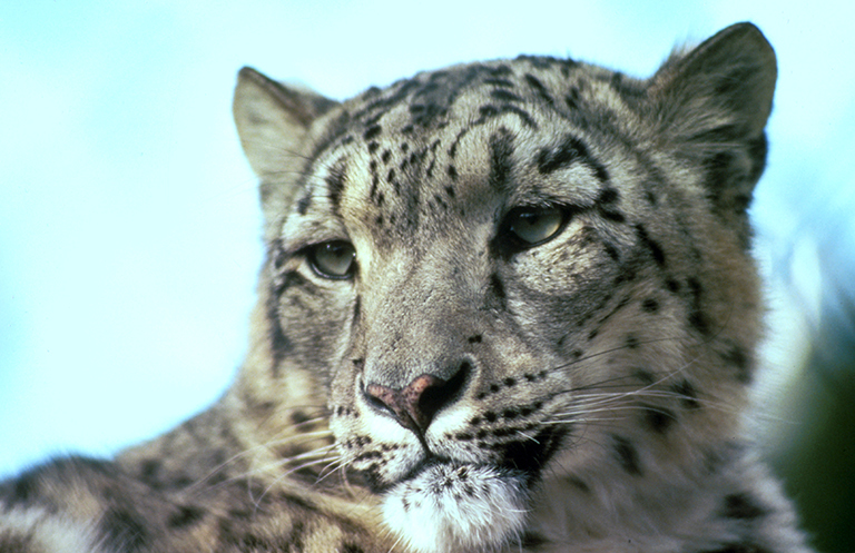 a snow leopard