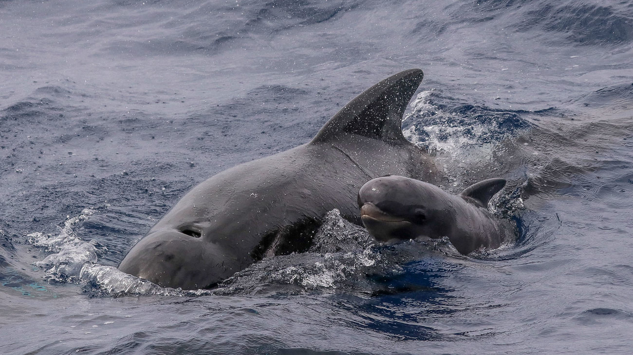 pilot whales