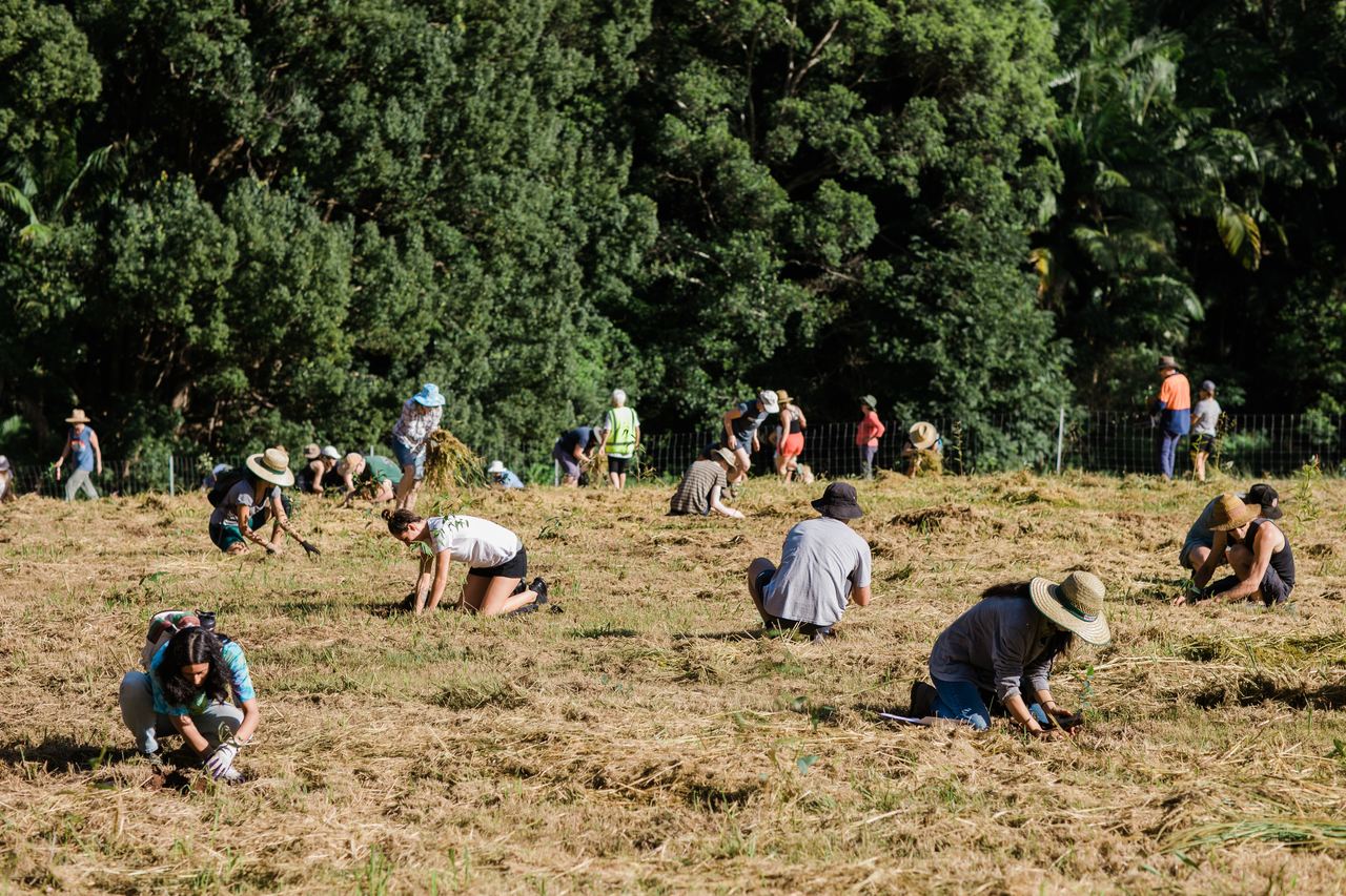 Op 1 maart 2020 organiseerden IFAW en partner Bangalow Koalas een boomplantactie in New South Wales, Australië. Meer dan 100 vrijwilligers uit de gemeenschap deden mee.