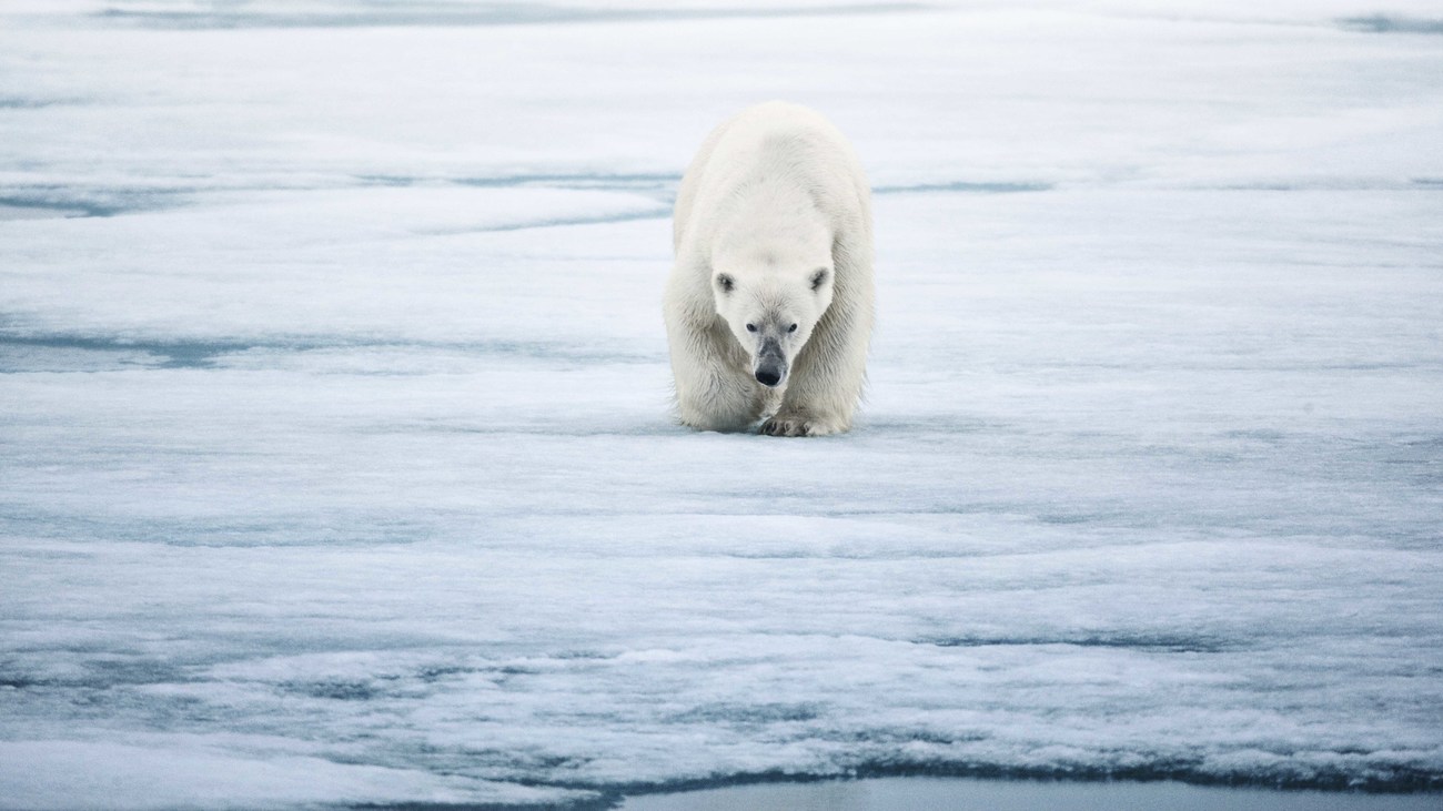 polar bear walks alone on an ice block