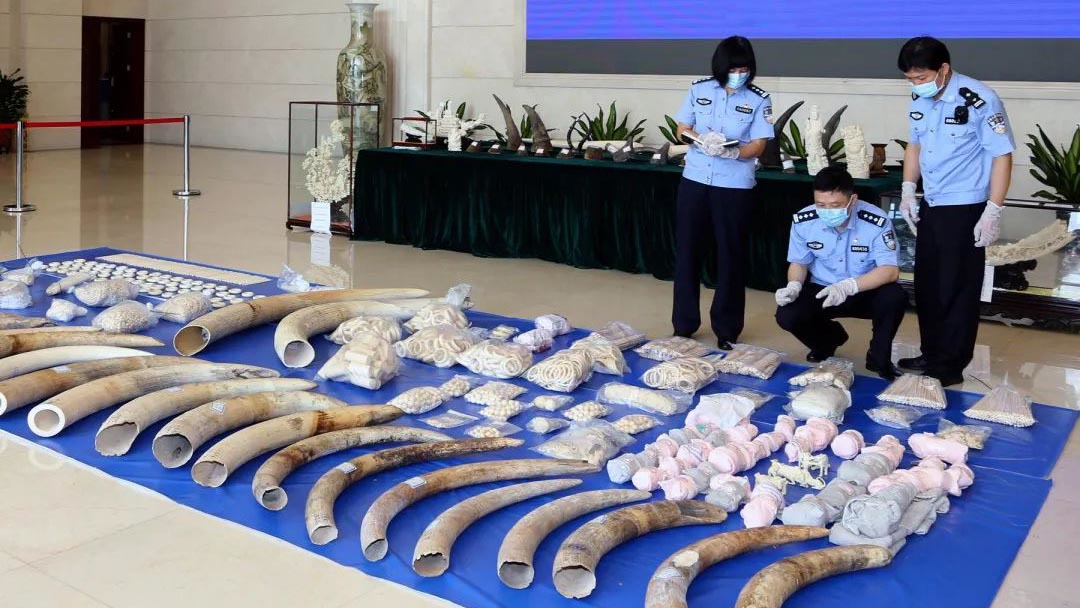 three China Customs officers review seized ivory and rhino horn placed out on the ground