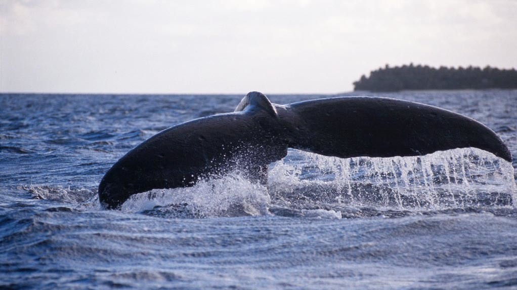 the fluke of a humpback whale 