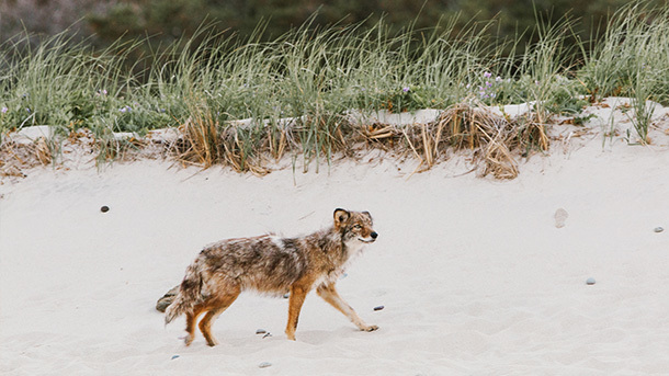 A coyote living on the sandy beaches of Cape Cod.