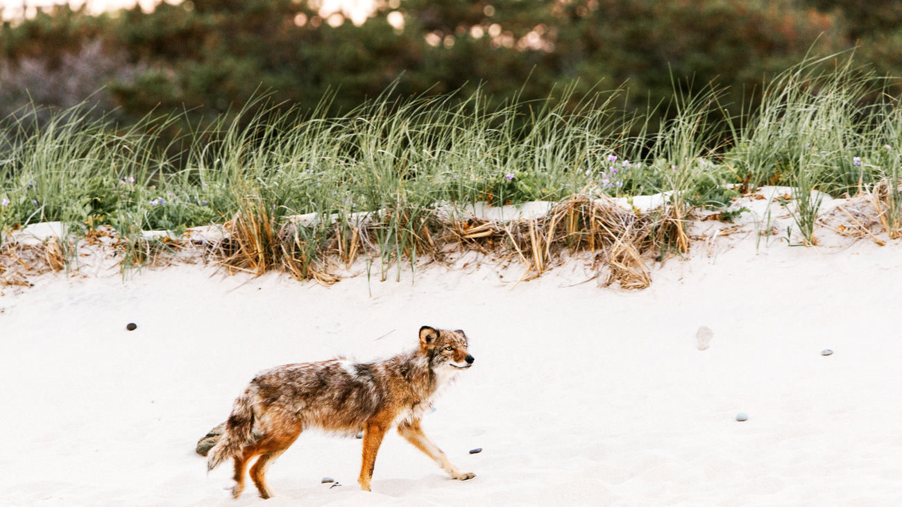 A coyote living on the sandy beaches of Cape Cod.