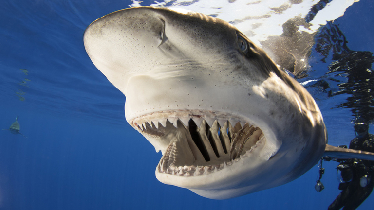 whitetip shark teeth