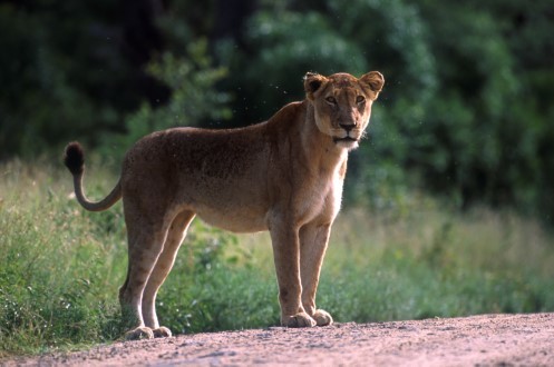 Lion regardant l'objectif 