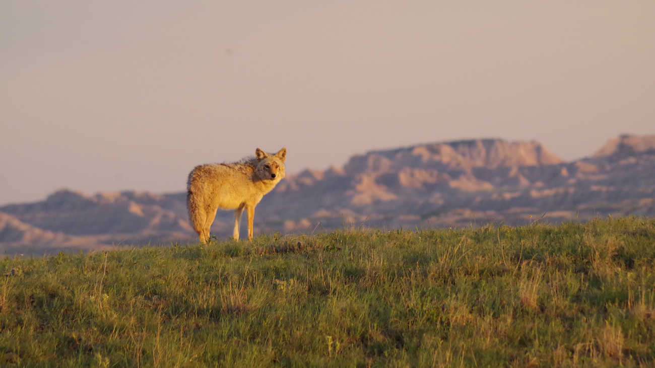 A coyote in Badlands National Park, South Dakota. Coyotes are prevelant in this region as one of the top predators.