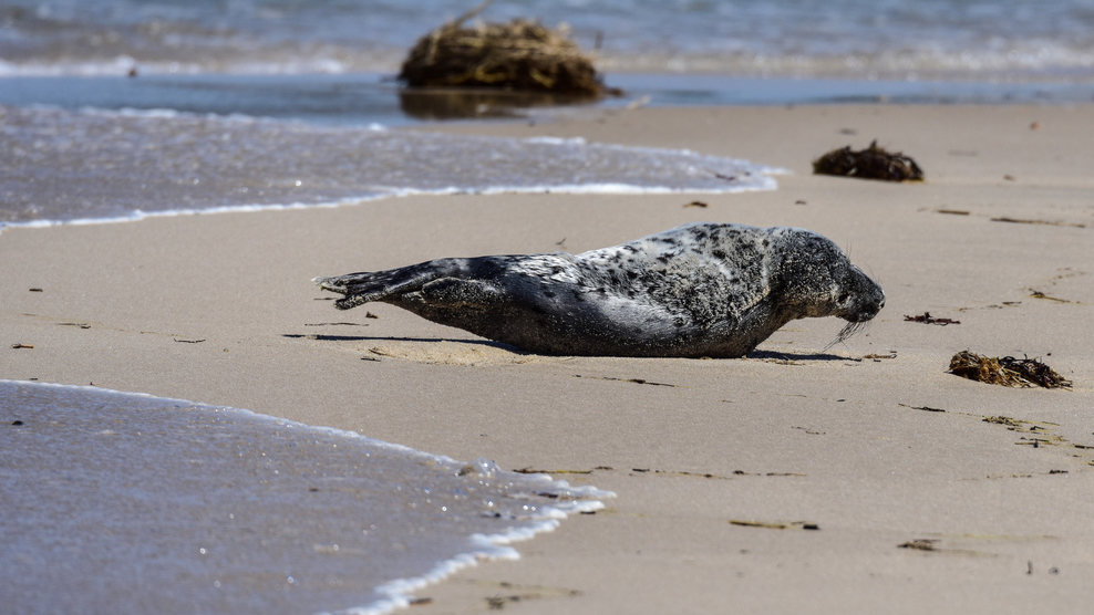 seal on beach