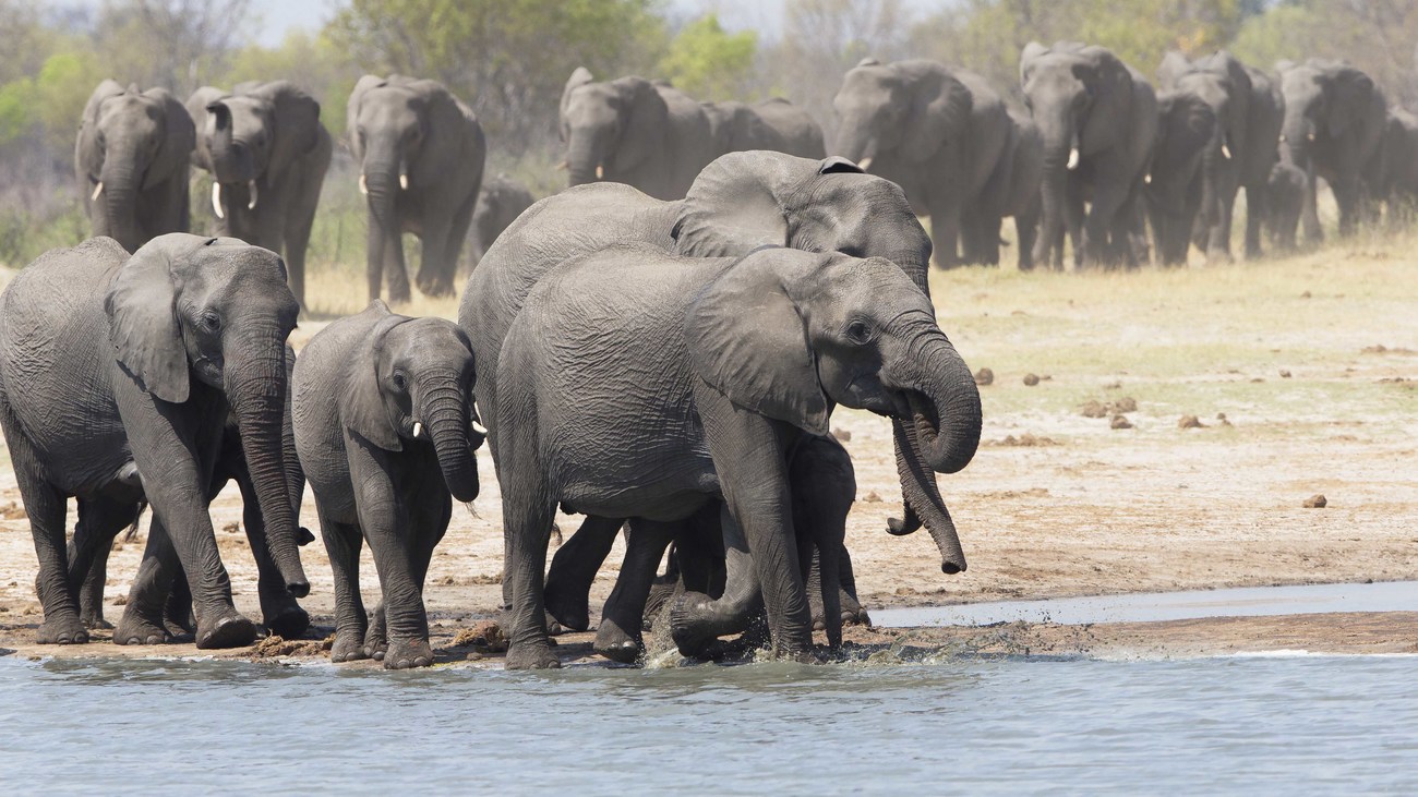 a herd of elephants walk alongside water