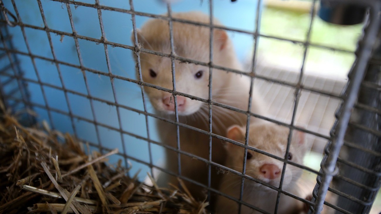 two minks look out from a cage