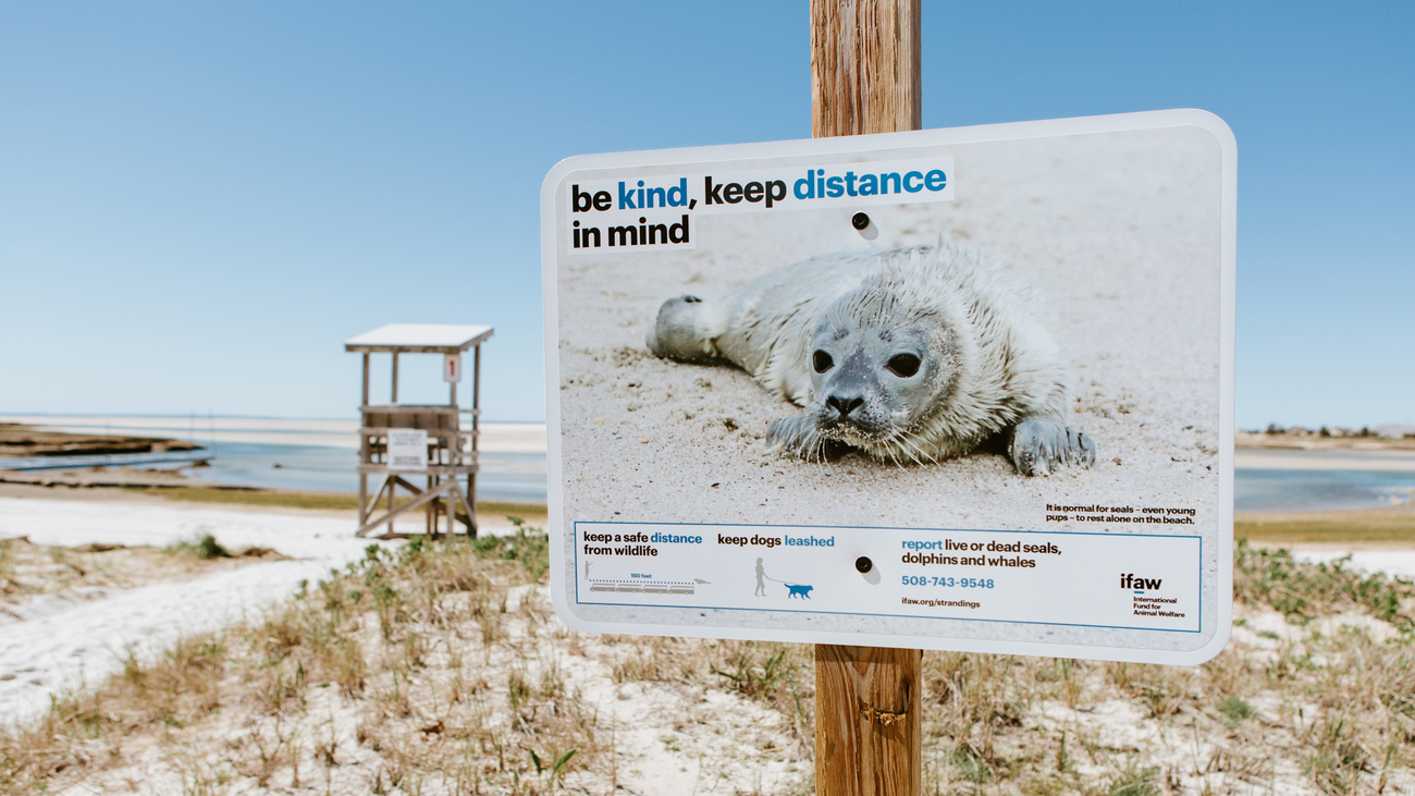 Eén van de in totaal 100 borden op de stranden van Cape Cod, om gemeenschappen te helpen vreedzaam samen te leven met zeehonden.