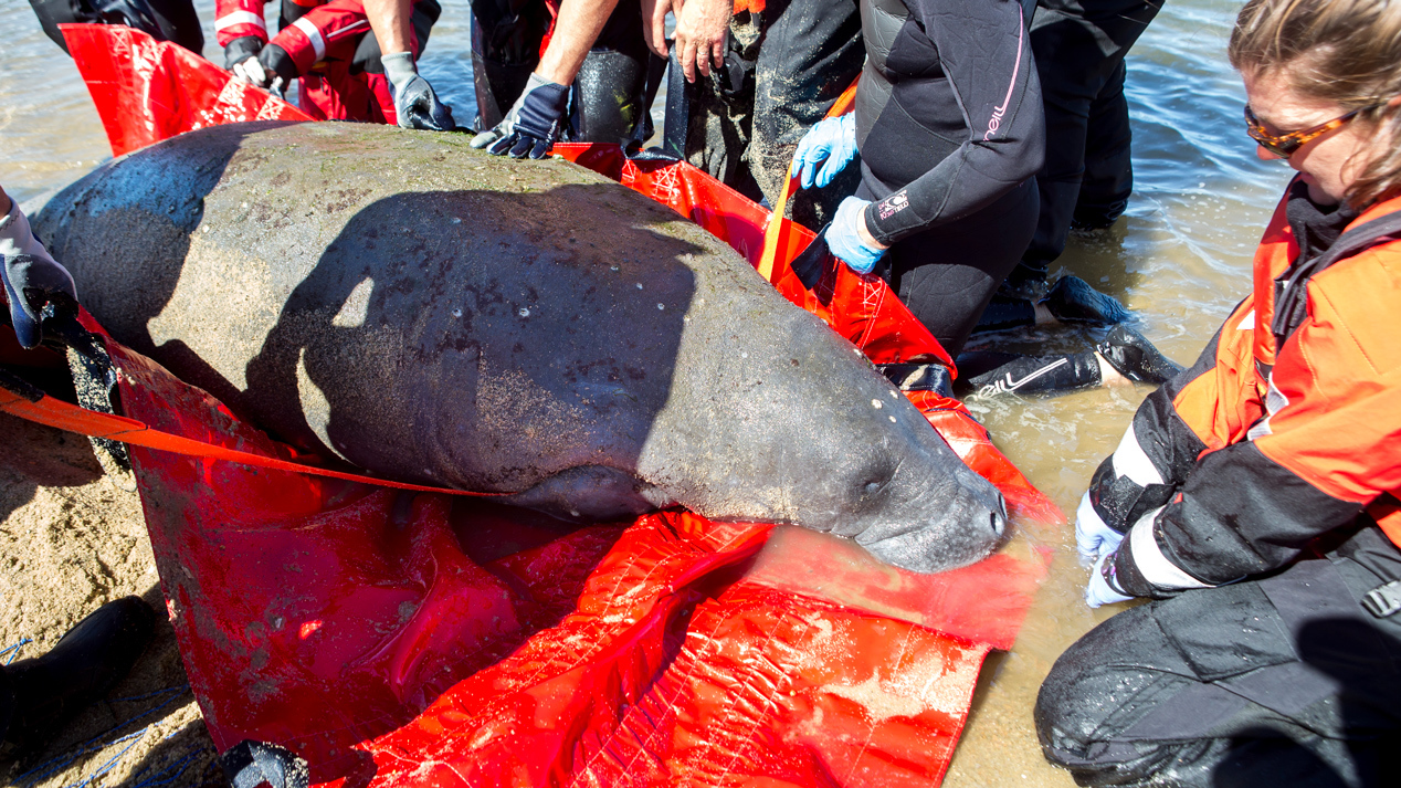 manatee rescue Cape Cod